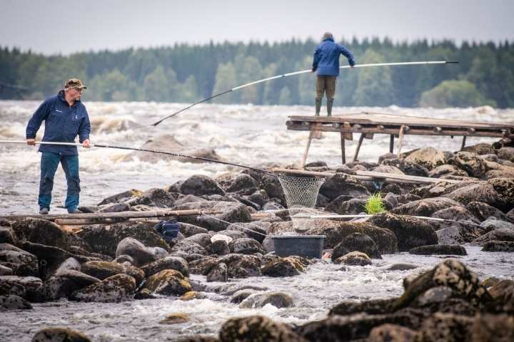 Dip net fishing Kukkola rapids